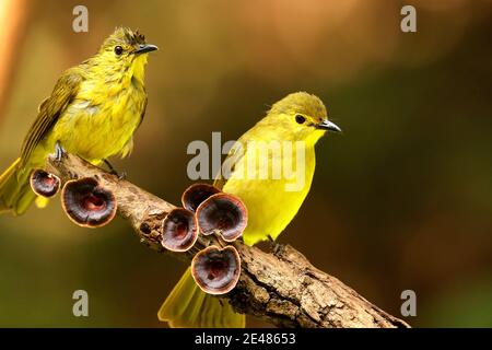 Bulbul, Ancritillas Indica , Ganeshgudi, Karnataka, India Foto Stock