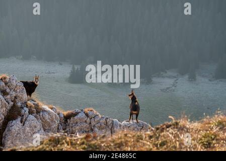 Camosci maschi in piedi sul prato di montagna con foresta nel backround, Rupicapra rupicapra, Piatra Craiului, Romania Foto Stock