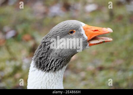 Primo piano di un'oca pomeraniana. Piumaggio bianco grigio di un'oca. Foto Stock