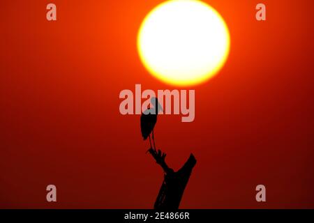 Grey Heron, Ardea cinerea, Bhigwan Wetlands, Maharashtra, India Foto Stock