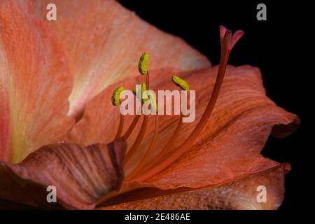 Primo piano di un amaryllis color rosa pastello Foto Stock