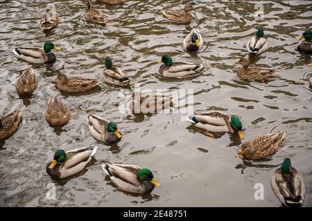 Un gregge di mallardi in uno stagno Foto Stock