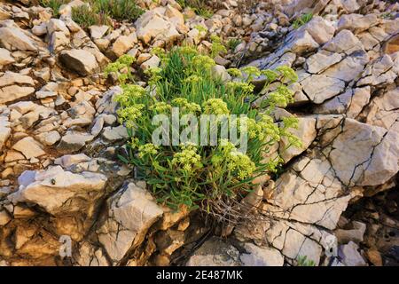 Finocchio di mare cresciuto su terreno roccioso. Pianta robusta con fiori. Critmum maritimum Foto Stock