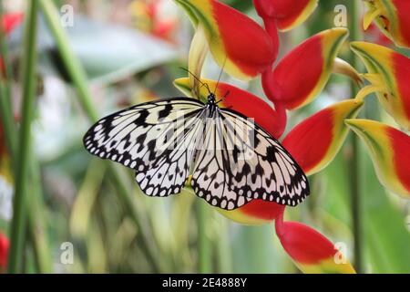 Farfalla bianca nera seduta su una pianta. Primo piano di una ninfa bianca Foto Stock