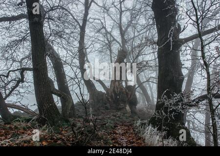 Alberi antichi magici in nebbia.Amazing misty Forest.Fantasy paesaggio con foresta nebbia, mattina frost.Fairy foresta in autunno.Fall Woods.Enchanted albero. Foto Stock