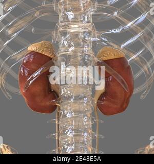 Reni del sistema urinario umano con anatomia della vescica per l'illustrazione 3D del concetto medico Foto Stock