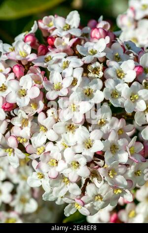 Viburnum x burkwoodii una pianta arbusto fiorente di primavera con un fiore bianco rosa primavera in aprile e maggio, foto stock Foto Stock