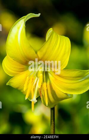 Erythronium 'Pagoda' una pianta fiorente bulbosa di primavera con un fiore giallo primaverile comunemente noto come viola dente del cane, foto stock Foto Stock