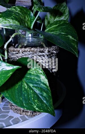 tinta pianta di pothos appesa sul tavolino da caffè Foto Stock