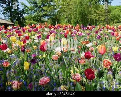 Varietà di fiori colorati in fiore in una giornata luminosa e soleggiata, creando una bella scena Foto Stock