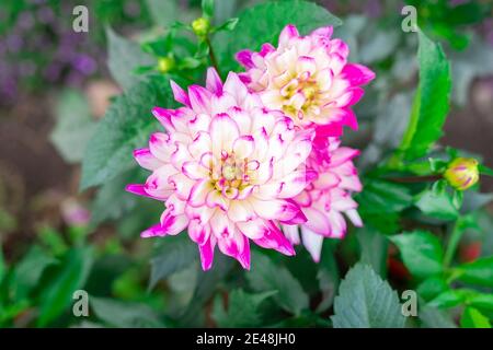 Fiori graziosi Dahlia Ferncliff Illusion - fiori bianchi con punte di petalo delicatamente rosa, fioritura nel giardino Foto Stock