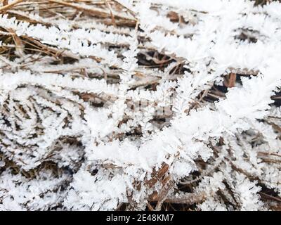 Cristalli di ghiaccio su erba secca. Modello gelido in natura in inverno dal gelo e dalla neve. Sfondo, spazio per il testo. Foto Stock