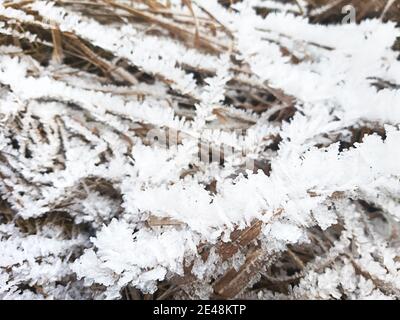 Cristalli di ghiaccio su erba secca. Modello gelido in natura in inverno dal gelo e dalla neve. Sfondo, spazio per il testo. Foto Stock