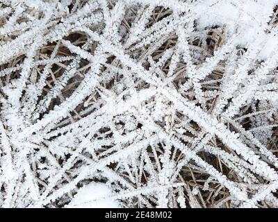 Cristalli di ghiaccio su erba secca. Modello gelido in natura in inverno dal gelo e dalla neve. Sfondo, spazio per il testo. Foto Stock