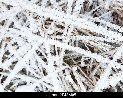 Cristalli di ghiaccio su erba secca. Modello gelido in natura in inverno dal gelo e dalla neve. Sfondo, spazio per il testo. Foto Stock