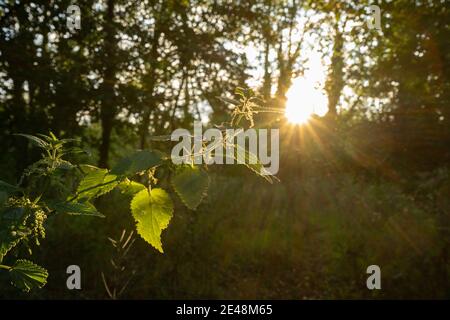 Nettle urtica dioica illuminate da un bel tramonto sole flare dona un'atmosfera magica tra gli alberi sullo sfondo Foto Stock