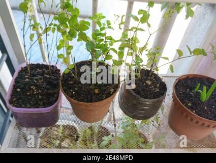 Colpo ad angolo alto di erbe e verdure locali in un flowerpot e bottiglie di plastica riciclata Foto Stock