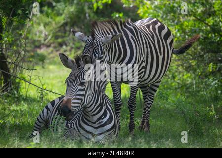 La famiglia Zebra riposa all'ombra in una fauna... Foto Stock