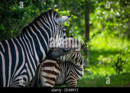 La famiglia Zebra riposa all'ombra in una fauna... Foto Stock