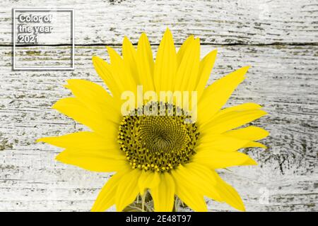 Parte di girasole giallo su sfondo bianco di legno con spazio per la copia. Concetto di ringraziamento autunnale. Colore dell'anno 2021 Foto Stock