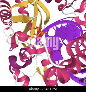 DNA polimerasi umana beta 8-oxoG:DC estensione con dTTP, modello cartoon 3D del centro attivo, sfondo bianco Foto Stock