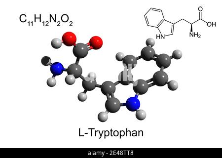Formula chimica, formula scheletrica e modello 3D a sfera e bastone di L-triptofano, un aminoacido essenziale, fondo bianco Foto Stock