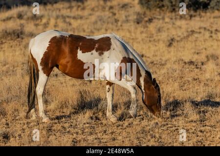 Wild Horses a Steens Mountain, Oregon, USA Foto Stock