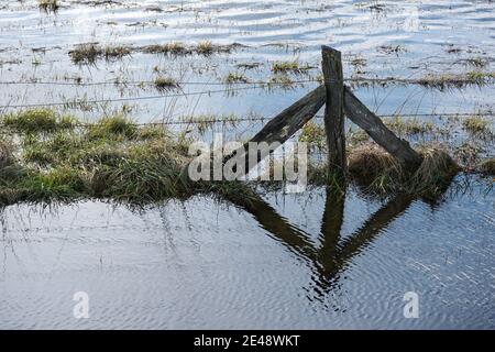 Paletto di recinzione di legno intemperie in piedi in acqua su un prato allagato, paesaggio paludoso con spazio di copia, fuoco selezionato Foto Stock