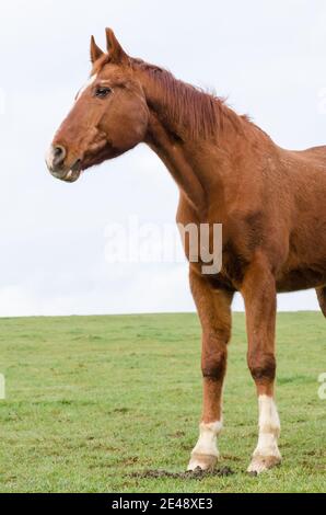 Un singolo cavallo bruno domestico (Equus ferus caballus), Sportpferd, Turnierpferd, in piedi su un pascolo in campagna, Germania, Europa occidentale Foto Stock