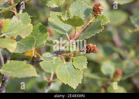 Fjellbirke, Fjell-Birke, Fjällbirke, Fjäll-Birke, Moor-Birke, Moorbirke, Haar-Birke, Besen-Birke, Behaarte Birke, Betula pubescens ssp. Tortuosa, BE Foto Stock