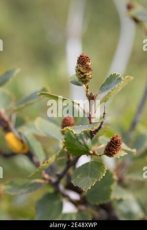 Fjellbirke, Fjell-Birke, Fjällbirke, Fjäll-Birke, Moor-Birke, Moorbirke, Haar-Birke, Besen-Birke, Behaarte Birke, Betula pubescens ssp. Tortuosa, BE Foto Stock