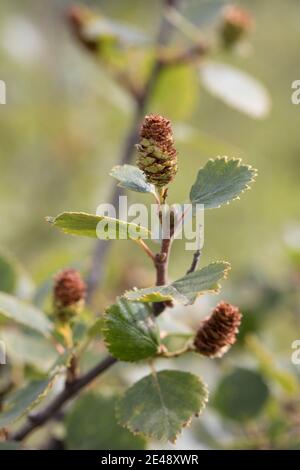 Fjellbirke, Fjell-Birke, Fjällbirke, Fjäll-Birke, Moor-Birke, Moorbirke, Haar-Birke, Besen-Birke, Behaarte Birke, Betula pubescens ssp. Tortuosa, BE Foto Stock