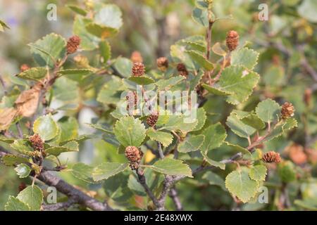 Fjellbirke, Fjell-Birke, Fjällbirke, Fjäll-Birke, Moor-Birke, Moorbirke, Haar-Birke, Besen-Birke, Behaarte Birke, Betula pubescens ssp. Tortuosa, BE Foto Stock