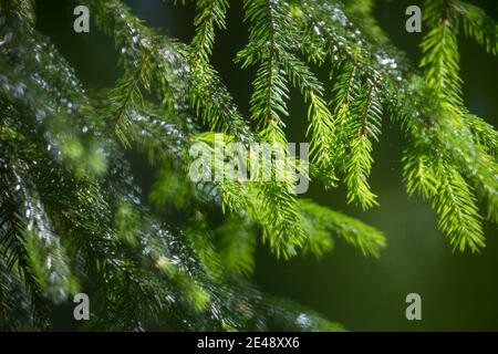 Maiwipfel, Maiwipferl, Fichtensprosse, Fichtenspitzen, Fichtensprossen, Fichte, Fichten, Gewöhnliche Fichte, Rot-Fichte, Rotfichte, Picea abies, Spruc Foto Stock