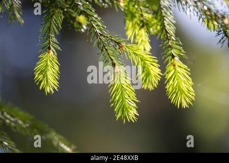 Maiwipfel, Maiwipferl, Fichtensprosse, Fichtenspitzen, Fichtensprossen, Fichte, Fichten, Gewöhnliche Fichte, Rot-Fichte, Rotfichte, Picea abies, Spruc Foto Stock