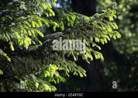 Maiwipfel, Maiwipferl, Fichtensprosse, Fichtenspitzen, Fichtensprossen, Fichte, Fichten, Gewöhnliche Fichte, Rot-Fichte, Rotfichte, Picea abies, Spruc Foto Stock