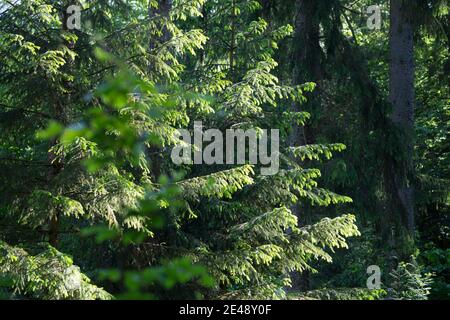 Maiwipfel, Maiwipferl, Fichtensprosse, Fichtenspitzen, Fichtensprossen, Fichte, Fichten, Gewöhnliche Fichte, Rot-Fichte, Rotfichte, Picea abies, Spruc Foto Stock