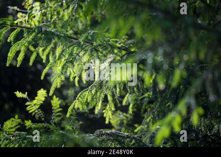 Maiwipfel, Maiwipferl, Fichtensprosse, Fichtenspitzen, Fichtensprossen, Fichte, Fichten, Gewöhnliche Fichte, Rot-Fichte, Rotfichte, Picea abies, Spruc Foto Stock