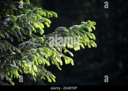Maiwipfel, Maiwipferl, Fichtensprosse, Fichtenspitzen, Fichtensprossen, Fichte, Fichten, Gewöhnliche Fichte, Rot-Fichte, Rotfichte, Picea abies, Spruc Foto Stock