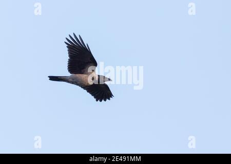 corvo con cappuccio (cornix corvus corone) volare con ali sparse in cielo blu Foto Stock