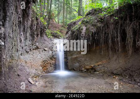 Fiume di montagna limpido nella lussureggiante foresta. Scena selvaggia con acqua pura e radici di alberi. Natura backgtround Foto Stock