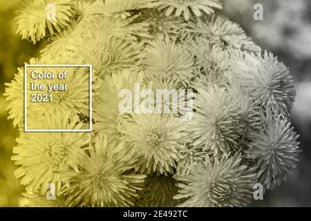 Bel bouquet di dandelioni gialli a forma di palla su sfondo naturale. Colore dell'anno 2021 Foto Stock