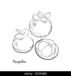 Mangosteen disegnato a mano isolato su sfondo bianco. Illustrazione Vettoriale