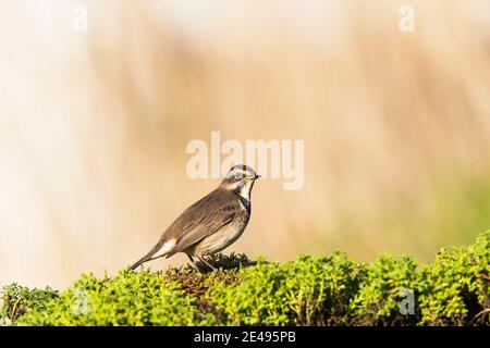 Pisco-de-peito-azul. Ave, Reproduz, Nidifica, Norte europa, Mata, Slgueiros, Florestas, Alagadiças, Vidoeiros, Terras altas, Terrenos Pantanosos, ARB Foto Stock