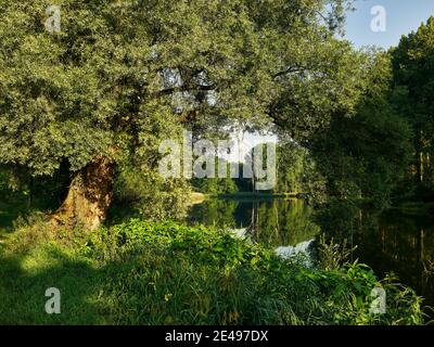 Fiume, ruscello, riva del fiume, riva, foresta alluvionale, lago di oxbow, foresta, natura, paesaggio, pianura alluvionale, umore del mattino, nebbia mattutina Foto Stock