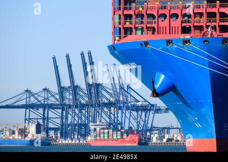 Felixstowe, Regno Unito. 22 gennaio 2021. Contenitore spedire il Cosco Shipping Galaxy caricato nel porto di Felixstowe, Suffolk. Il trasporto di container ha registrato notevoli disagi sin dalla Brexit, con i porti congestionati e l’aumento della documentazione cartacea che ha portato a ritardi e all’aumento dei costi sia per le importazioni che per le esportazioni. Data immagine: Venerdì 22 gennaio 2021. Il credito fotografico dovrebbe essere: Matt Crossick/Empics/Alamy Live News Foto Stock