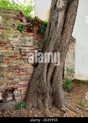 Galluskirchlein, cappella, chiesa, romanico, edificio romanico, monumento, elenco dei monumenti bavaresi, Santuario romano del Mercurio, mura, mura della città, mura, bastione, luogo di interesse, luogo di interesse storico, monumento, monumento, protezione dei monumenti, elencati, storico centro storico, centro storico, luogo di culto Foto Stock