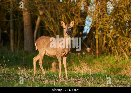 Capriolo, Capreolus capreolus, laterale, in piedi, prato, bordo della foresta, guardando nella fotocamera, Baviera, Germania, Europa Foto Stock