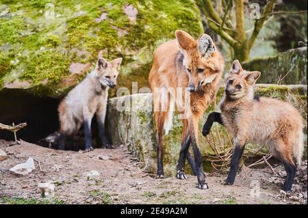 Maned Wolf (Chrysocyon brachyurus), mutante con il suo giovane, la Germania Foto Stock