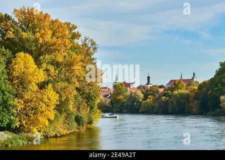 Area ricreativa di Inselpark a sinistra del Danubio, acero norvegese (Acer platanoides), autunno, Ratisbona, Baviera, Germania Foto Stock